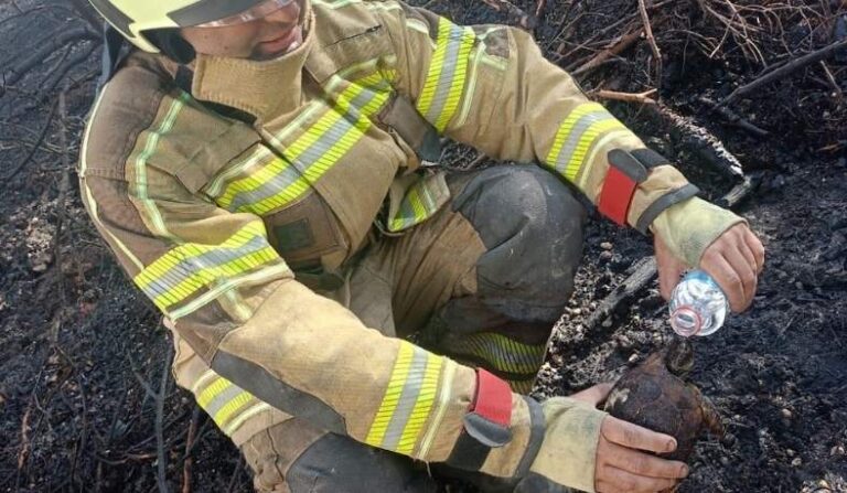 Yangından Kurtarılan Kaplumbağa Kana Kana Su İçti