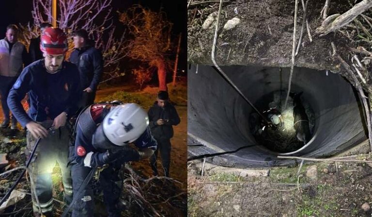 İtfaiye Ekipleri Buzağıyı Düştüğü Kuyudan Çıkardı