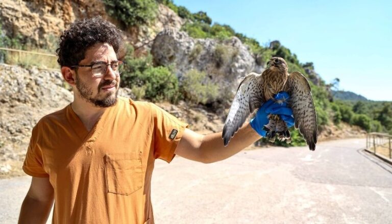 Antalya’da Tedavisi Tamamlanan Yedi Kerkenez Doğaya Bırakıldı